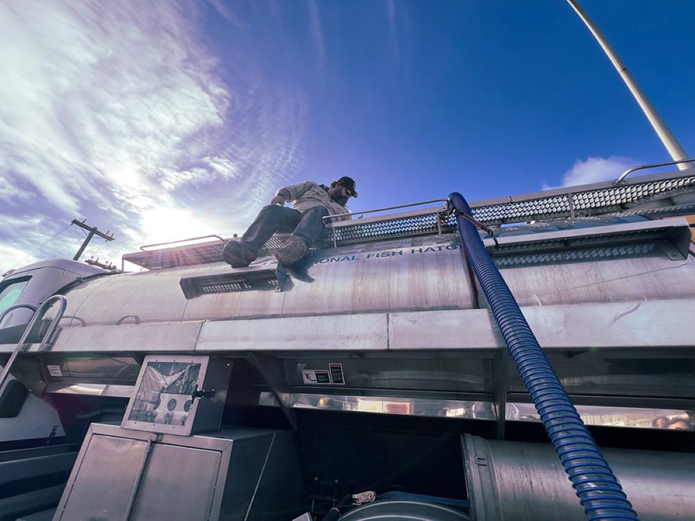 Delta smelt loaded into tanker truck